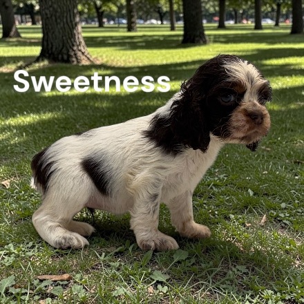 puppy, for, sale, Cocker Spaniel, Joe & Cherri  Overlease, dog, breeder, Miller, MO, dog-breeder, puppy-for-sale, forsale, nearby, find, puppyfind, locator, puppylocator, aca